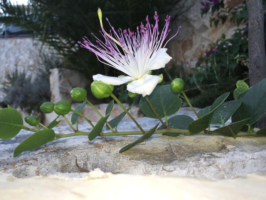 Ca' Di Bianca Ξενοδοχείο Moneglia Εξωτερικό φωτογραφία