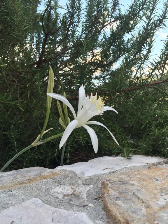 Ca' Di Bianca Ξενοδοχείο Moneglia Εξωτερικό φωτογραφία